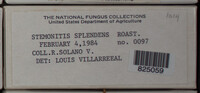 Stemonitis splendens image